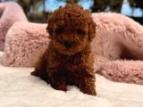 Orjinal Toy Poodle Erkek Dişi Red Ki̇f Scr Anne Babadan Yavru
