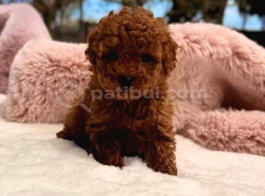 Orjinal Toy Poodle Erkek Dişi Red Ki̇f Scr Anne Babadan Yavru görsel