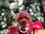 Red Brown Mini Poodle Bebekler