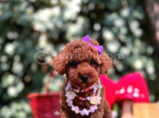 Red Brown Mini Poodle Bebekler görsel