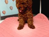Toy Poodle Yavrulari  Di̇şi̇ Erkek