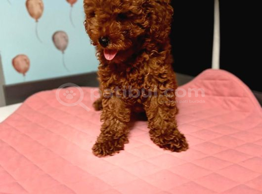 Toy Poodle Yavrulari  Di̇şi̇ Erkek görsel