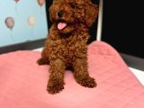 Toy Poodle Yavrulari  Di̇şi̇ Erkek