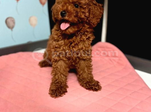 Toy Poodle Yavrulari  Di̇şi̇ Erkek görsel
