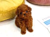 Orjinal Toy Poodle Erkek Dişi Red Ki̇f Scr Anne Babadan Yavru