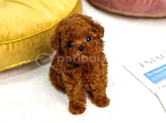 Orjinal Toy Poodle Erkek Dişi Red Ki̇f Scr Anne Babadan Yavru görsel