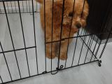 3 Aylik Toy Poodle Di̇şi̇