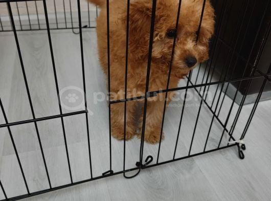 3 Aylik Toy Poodle Di̇şi̇ görsel
