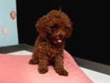 TOY POODLE YAVRULARI  DİŞİ ERKEK