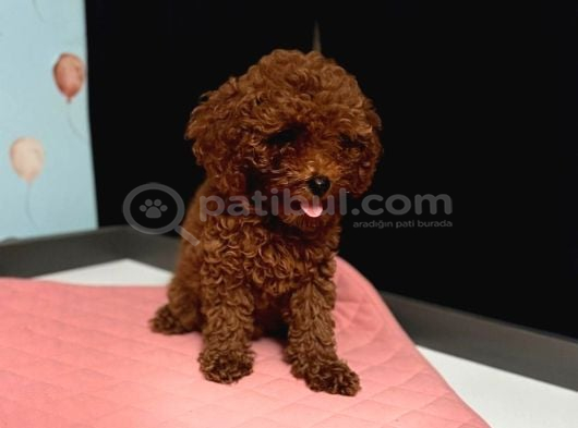 TOY POODLE YAVRULARI  DİŞİ ERKEK
