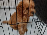 3 Aylik Toy Poodle Di̇şi̇