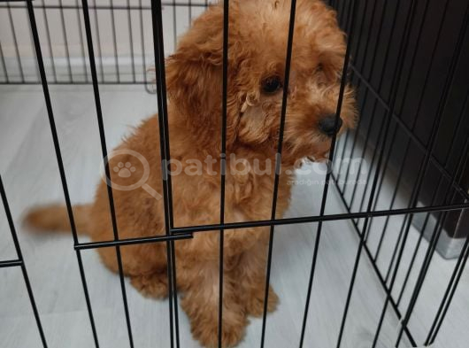3 Aylik Toy Poodle Di̇şi̇