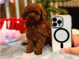 Orjinal Red Toy Poodle Yavru Erkek Dişi Teacup Toy Boy Yavru