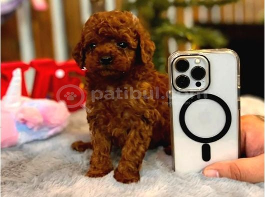 Orjinal Red Toy Poodle Yavru Erkek Dişi Teacup Toy Boy Yavru