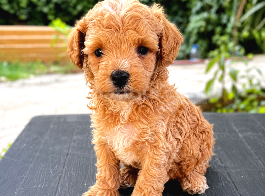 Kaliteli Maltipoo Yavrular  Beyaz Krem Tarçın