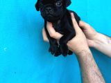 Di̇şi̇ Erkek Pug Yavrulari İl Deni̇zli̇