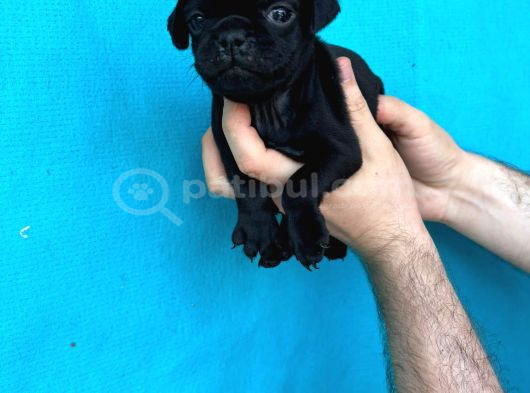 Di̇şi̇ Erkek Pug Yavrulari İl Deni̇zli̇ görsel