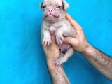 Di̇şi̇ Erkek Pug Yavrulari İl Deni̇zli̇