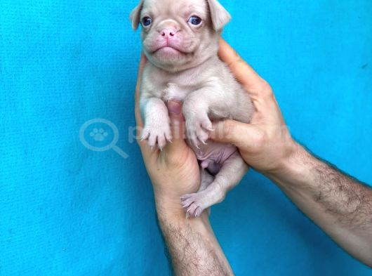 Di̇şi̇ Erkek Pug Yavrulari İl Deni̇zli̇ görsel
