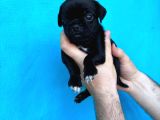 Di̇şi̇ Erkek Pug Yavrulari İl Deni̇zli̇