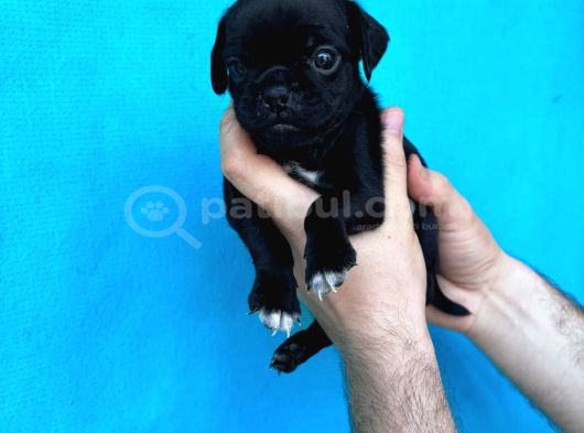Di̇şi̇ Erkek Pug Yavrulari İl Deni̇zli̇ görsel