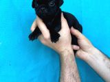 Di̇şi̇ Erkek Pug Yavrulari İl Deni̇zli̇