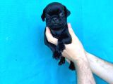 Di̇şi̇ Erkek Pug Yavrulari İl Deni̇zli̇