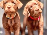 En Özel Renklere Sahi̇p Labrador Retri̇ever