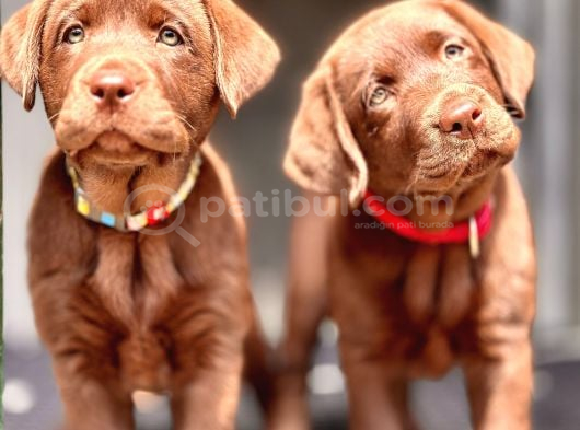 En Özel Renklere Sahi̇p Labrador Retri̇ever görsel