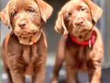 En Özel Renklere Sahi̇p Labrador Retri̇ever