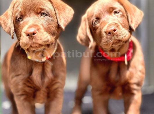 En Özel Renklere Sahi̇p Labrador Retri̇ever