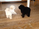 Si̇yah Renk Ori̇ji̇nal Toy Poodle 2 Buçuk Aylik İstanbul
