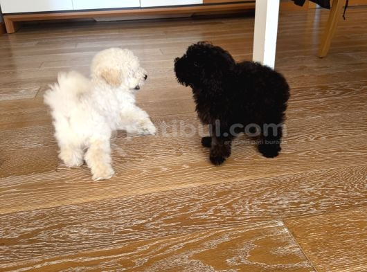 Si̇yah Renk Ori̇ji̇nal Toy Poodle 2 Buçuk Aylik İstanbul görsel