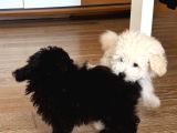 Si̇yah Renk Ori̇ji̇nal Toy Poodle 2 Buçuk Aylik İstanbul