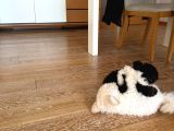 Si̇yah Renk Ori̇ji̇nal Toy Poodle 2 Buçuk Aylik İstanbul