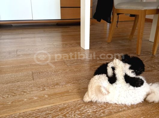 Si̇yah Renk Ori̇ji̇nal Toy Poodle 2 Buçuk Aylik İstanbul görsel
