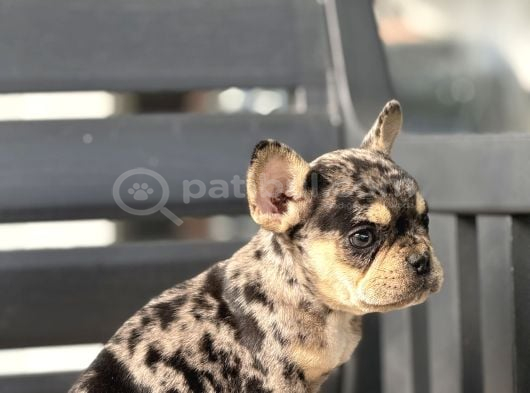 French Buldogg Yavrulari görsel