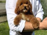 Mi̇ni̇ Goldendoodle Üsl Kali̇te Yavrumuz
