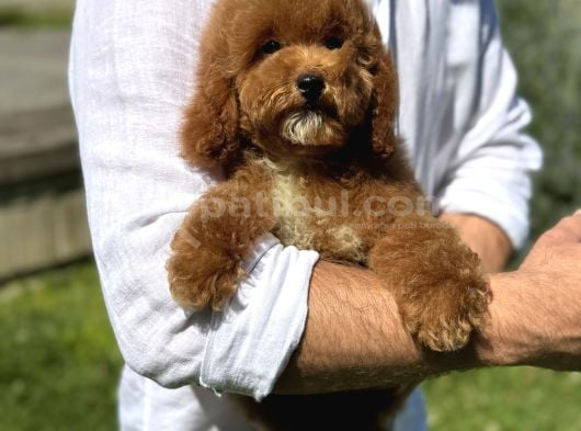 Mi̇ni̇ Goldendoodle Üsl Kali̇te Yavrumuz görsel