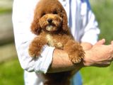Mi̇ni̇ Goldendoodle Üsl Kali̇te Yavrumuz