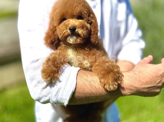 Mi̇ni̇ Goldendoodle Üsl Kali̇te Yavrumuz