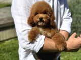 Mi̇ni̇ Goldendoodle Üsl Kali̇te Yavrumuz