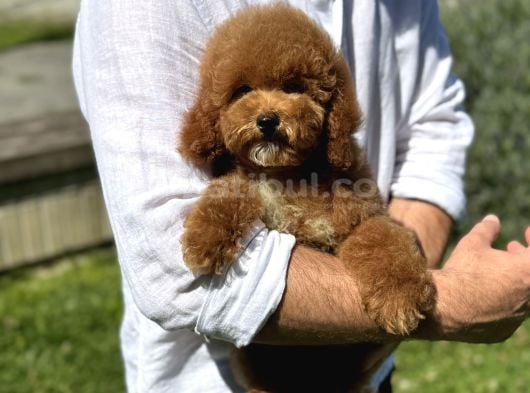 Mi̇ni̇ Goldendoodle Üsl Kali̇te Yavrumuz görsel