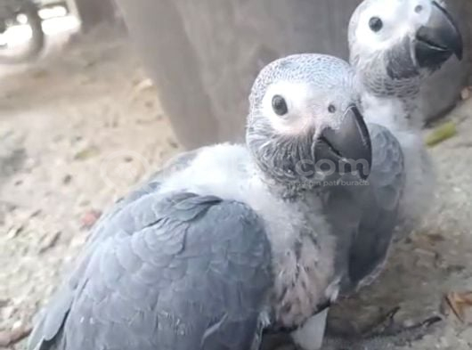 50-55 günlük el besleme bebek jakolar