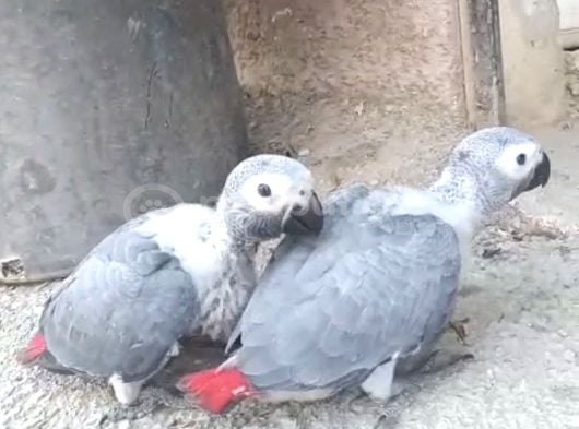 50-55 Günlük El Besleme Bebek Jakolar görsel