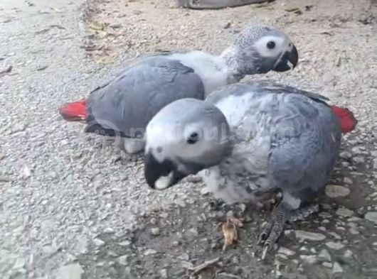 50-55 Günlük El Besleme Bebek Jakolar görsel