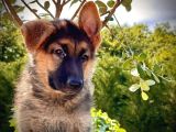 Soy Geçmi̇şi̇ Belli̇ Alman Çoban Köpeği̇ Yavrulari
