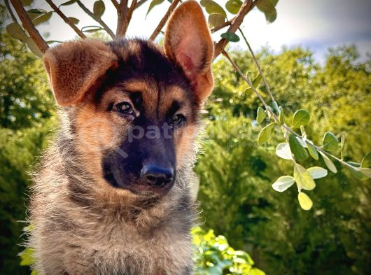 Soy Geçmi̇şi̇ Belli̇ Alman Çoban Köpeği̇ Yavrulari görsel