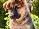 Soy Geçmi̇şi̇ Belli̇ Alman Çoban Köpeği̇ Yavrulari