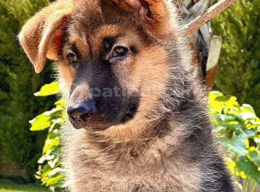 Soy Geçmi̇şi̇ Belli̇ Alman Çoban Köpeği̇ Yavrulari görsel